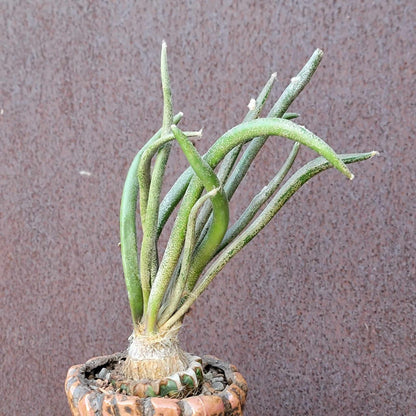 Astrophytum caput medusa