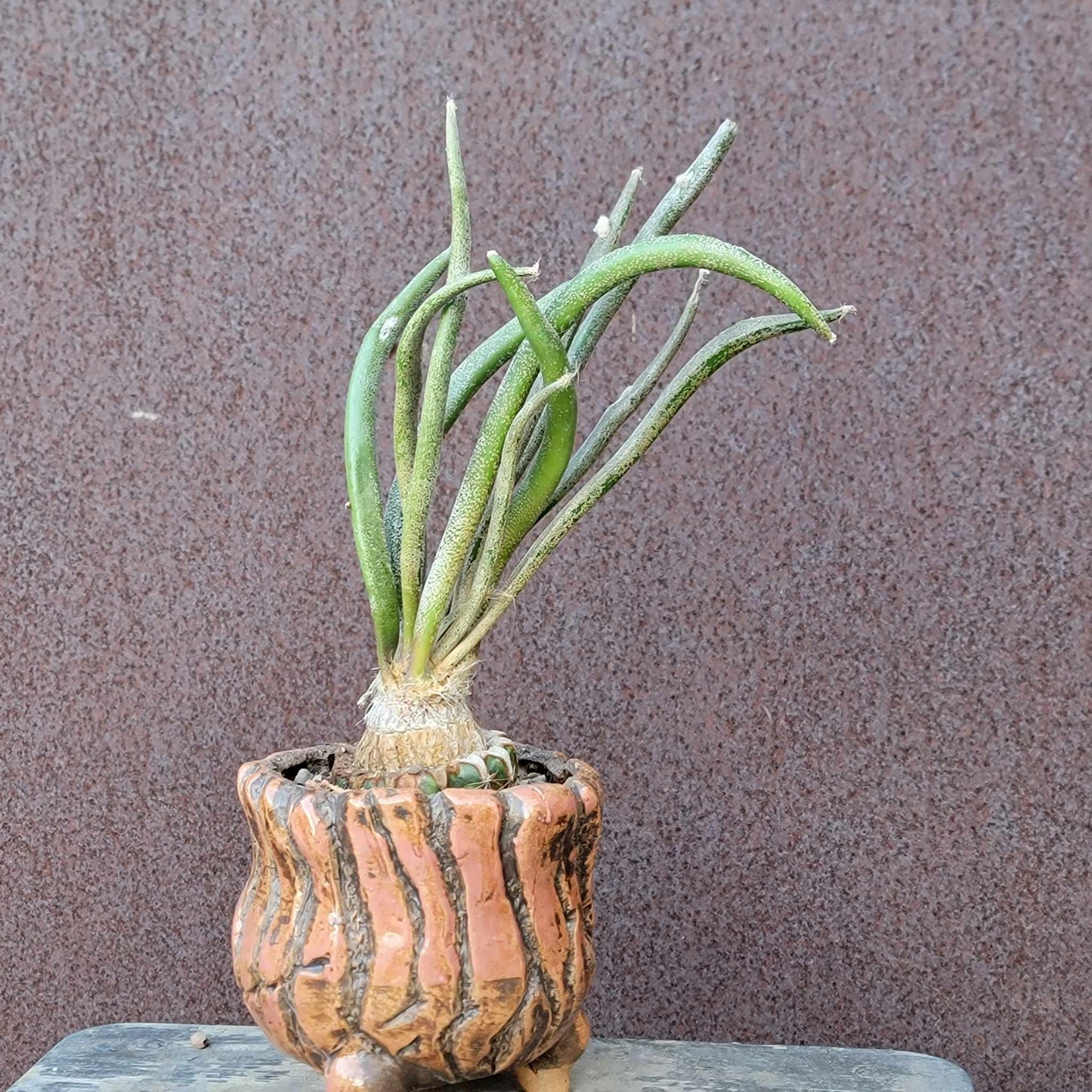 Astrophytum caput medusa