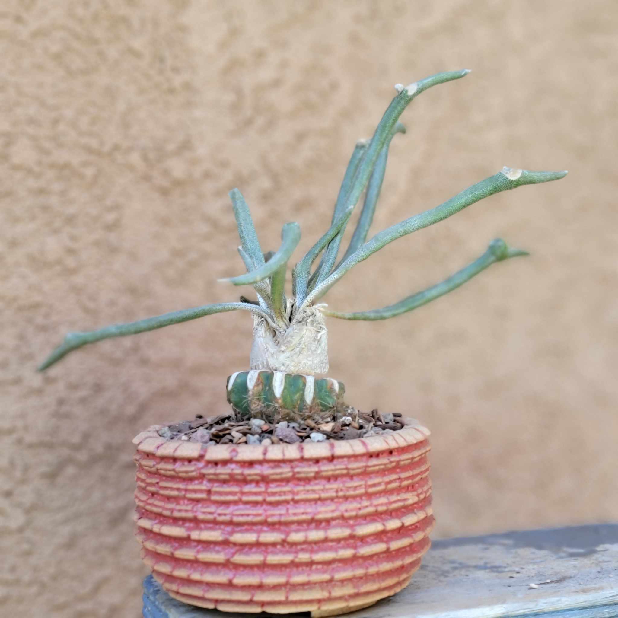 Astrophytum caput medusa – Shangri-Ha Cactus Ranch