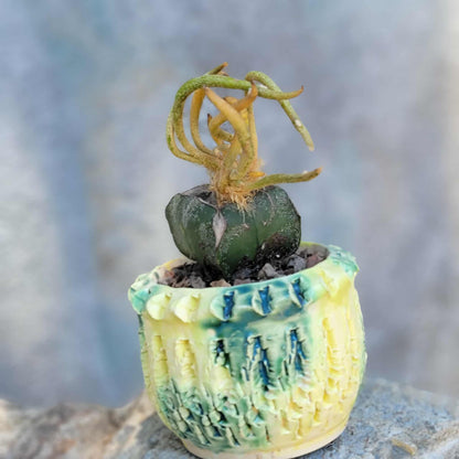 Astrophytum caput medusa variegata