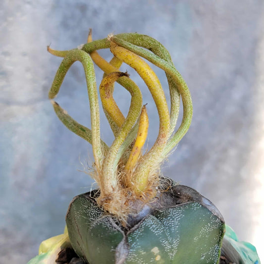 Astrophytum caput medusa variegata