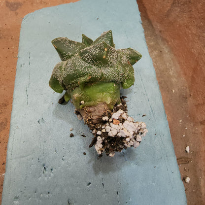 Astrophytum myriostigma cv. Kikko - Japan - Last one!