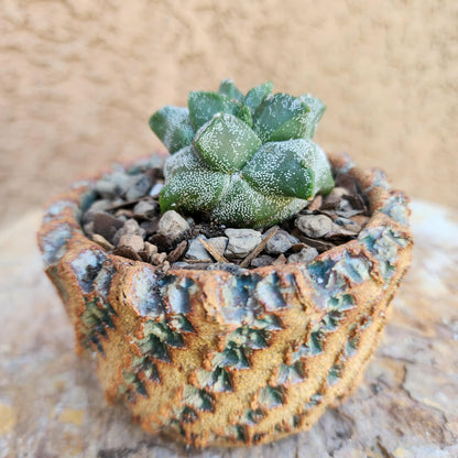 Astrophytum myriostigma cv. Kikko - Japan - Last one!