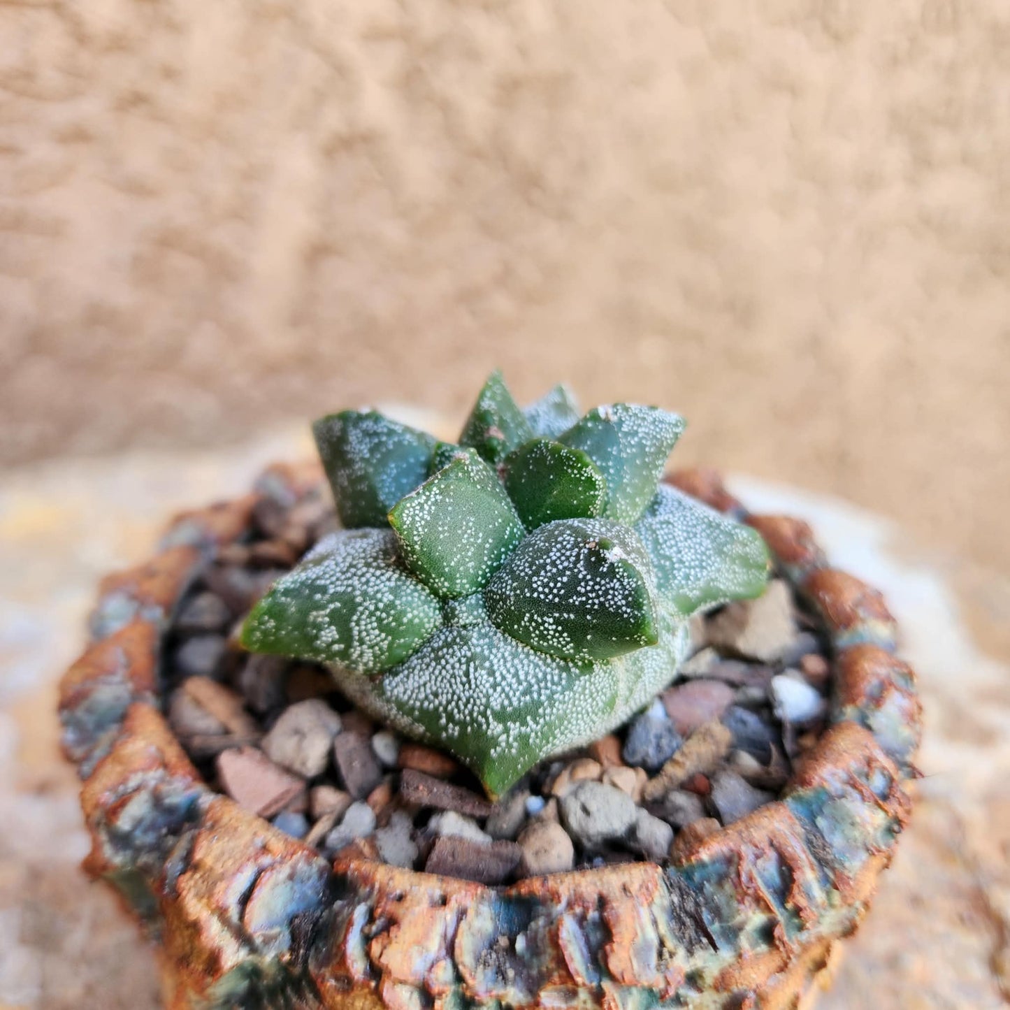 Astrophytum myriostigma cv. Kikko - Japan - Last one!