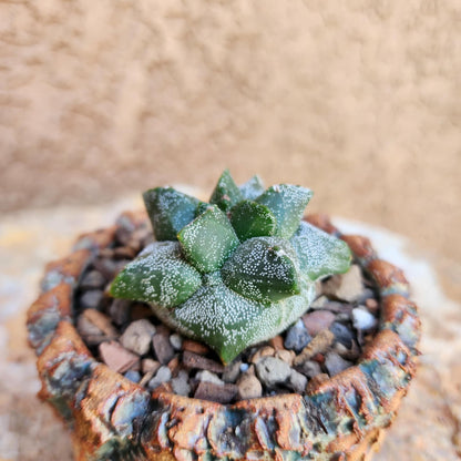 Astrophytum myriostigma cv. Kikko - Japan - Last one!
