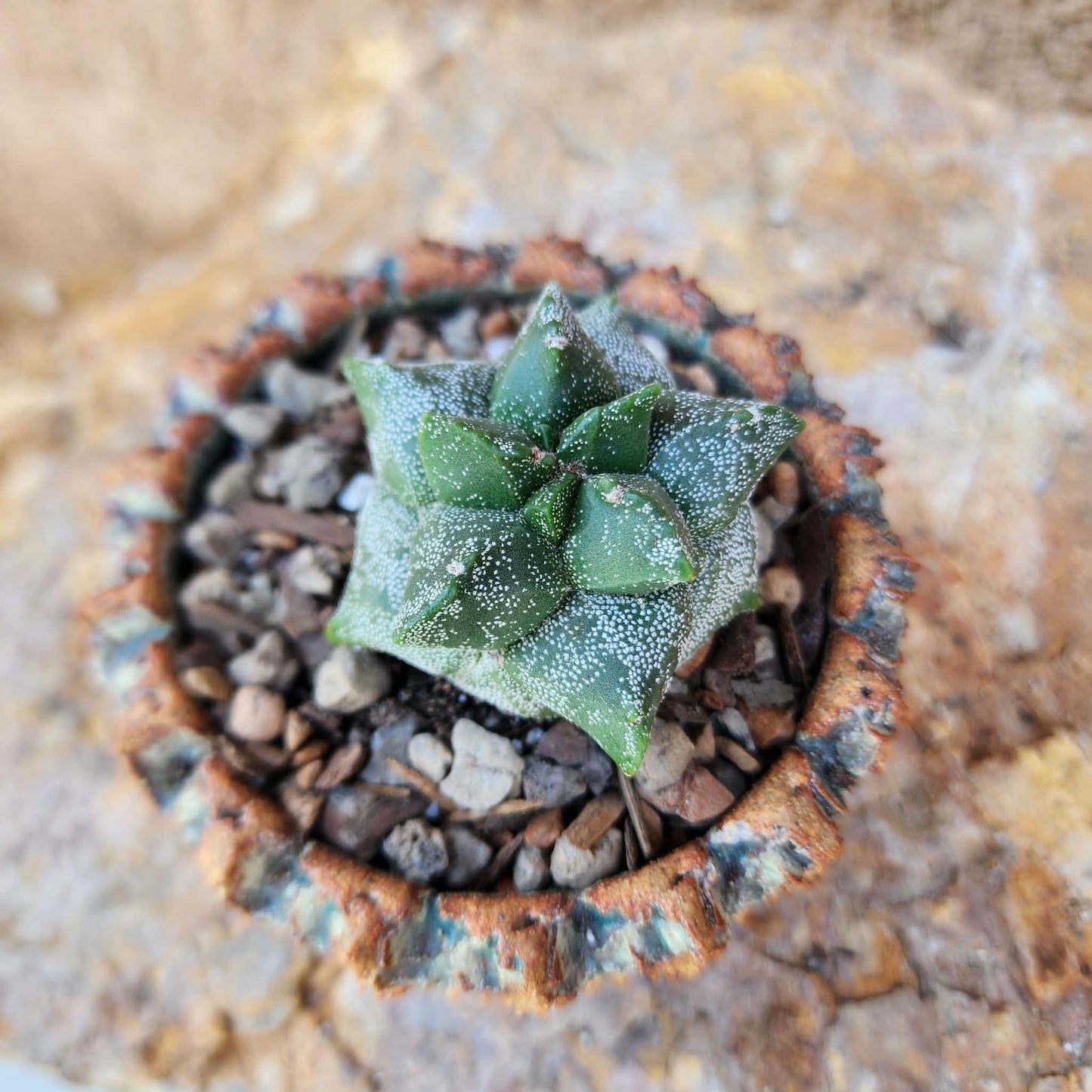 Astrophytum myriostigma cv. Kikko - Japan - Last one!