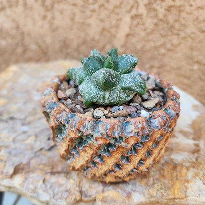 Astrophytum myriostigma cv. Kikko - Japan - Last one!