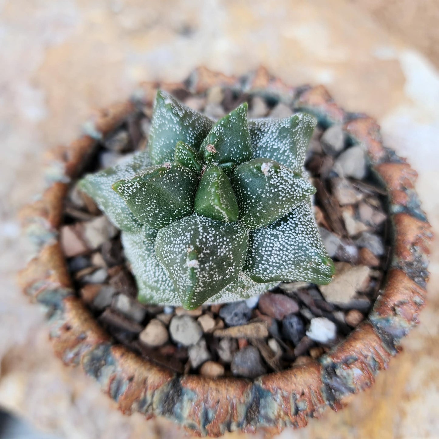 Astrophytum myriostigma cv. Kikko - Japan - Last one!