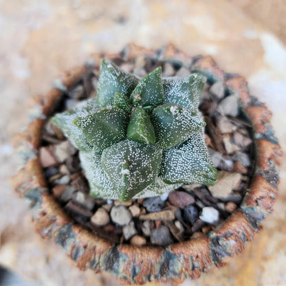 Astrophytum myriostigma cv. Kikko - Japan - Last one!