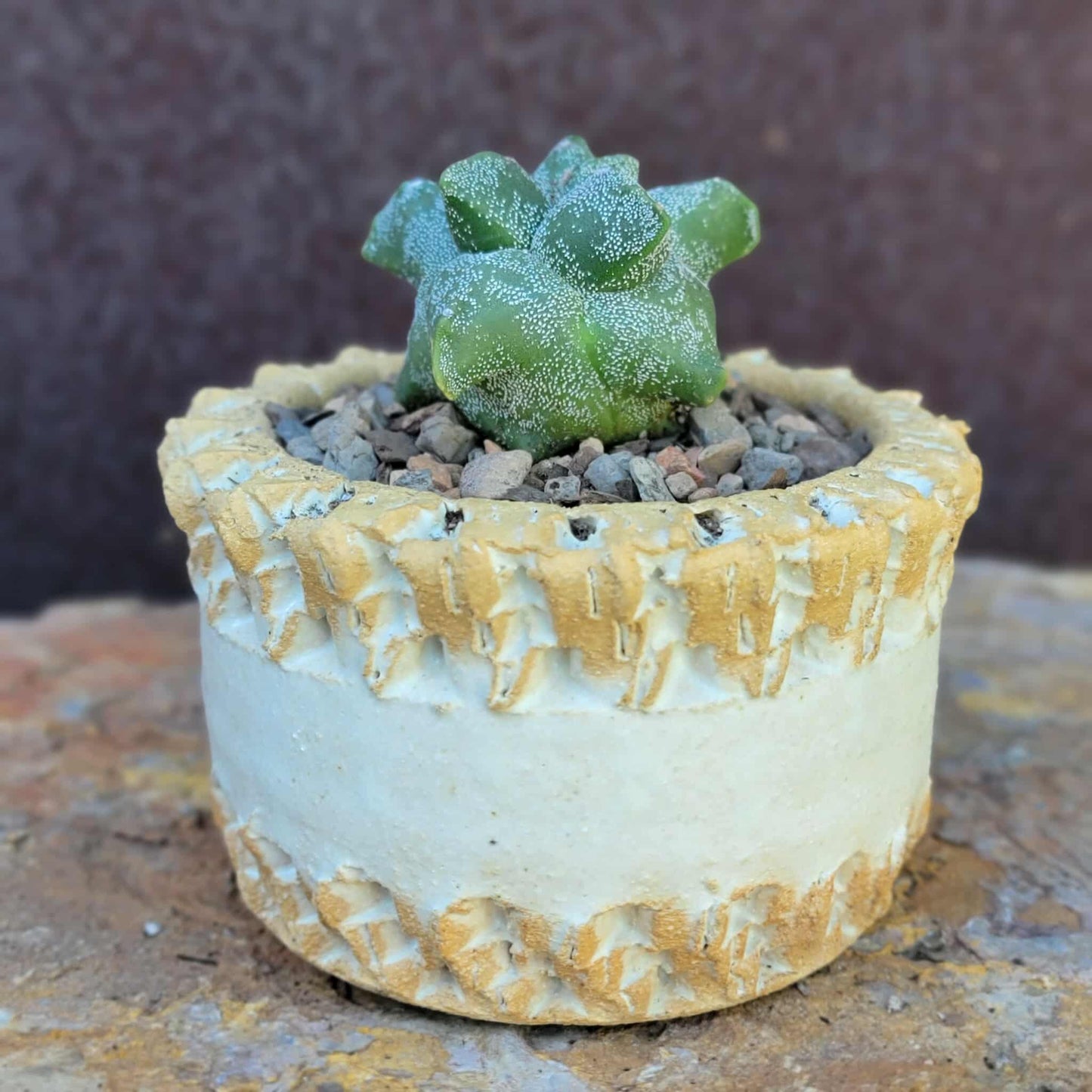 Astrophytum myriostigma cv. Kikko - Japan