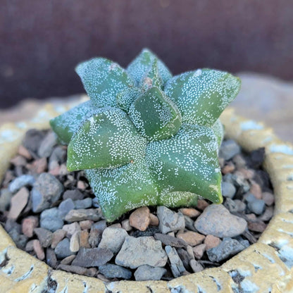 Astrophytum myriostigma cv. Kikko - Japan