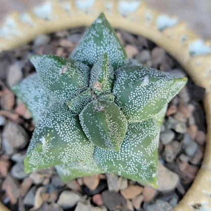 Astrophytum myriostigma cv. Kikko - Japan