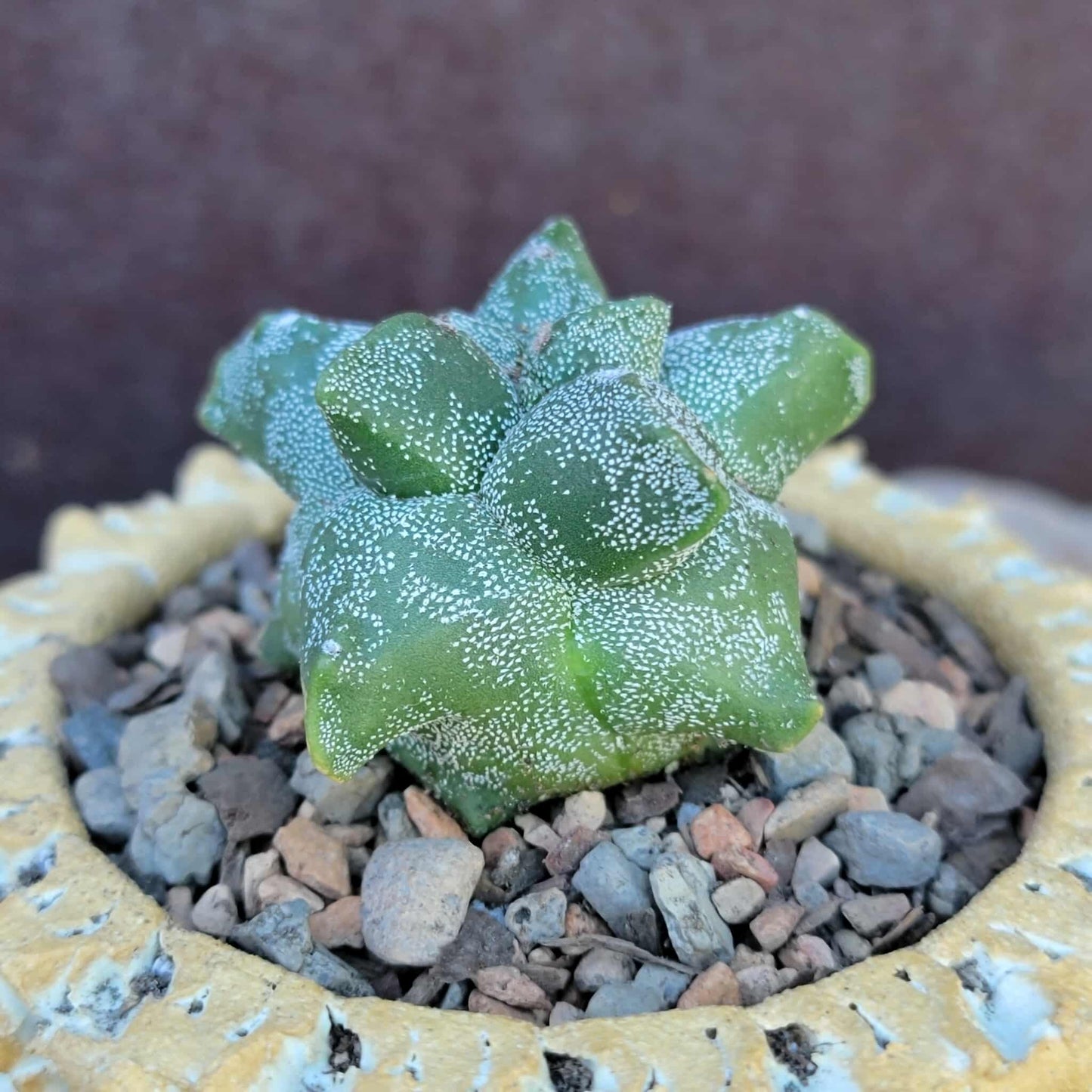 Astrophytum myriostigma cv. Kikko - Japan