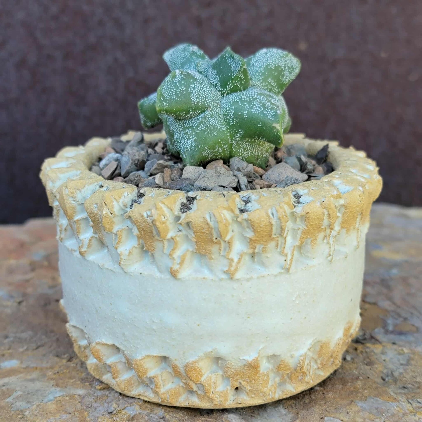 Astrophytum myriostigma cv. Kikko - Japan