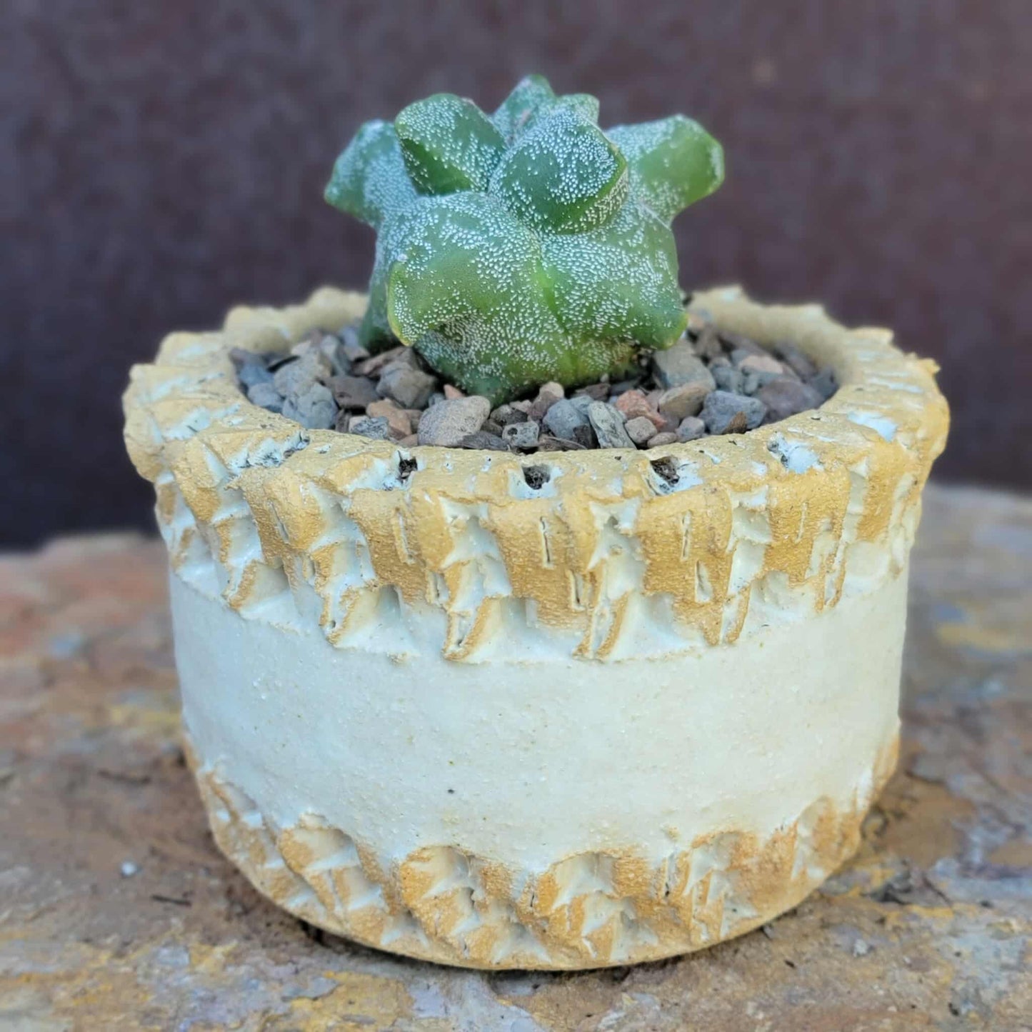 Astrophytum myriostigma cv. Kikko - Japan