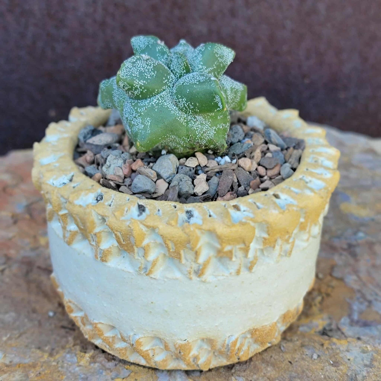 Astrophytum myriostigma cv. Kikko - Japan