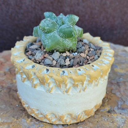 Astrophytum myriostigma cv. Kikko - Japan