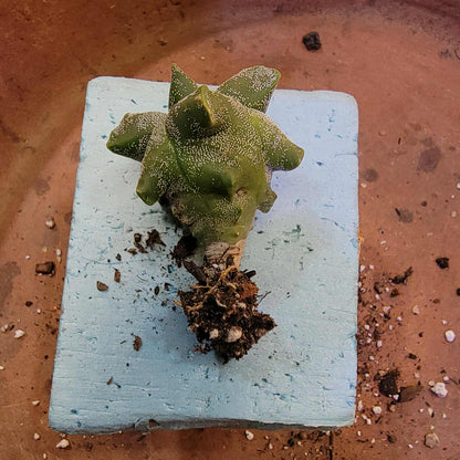 Astrophytum myriostigma cv. Kikko - Japan