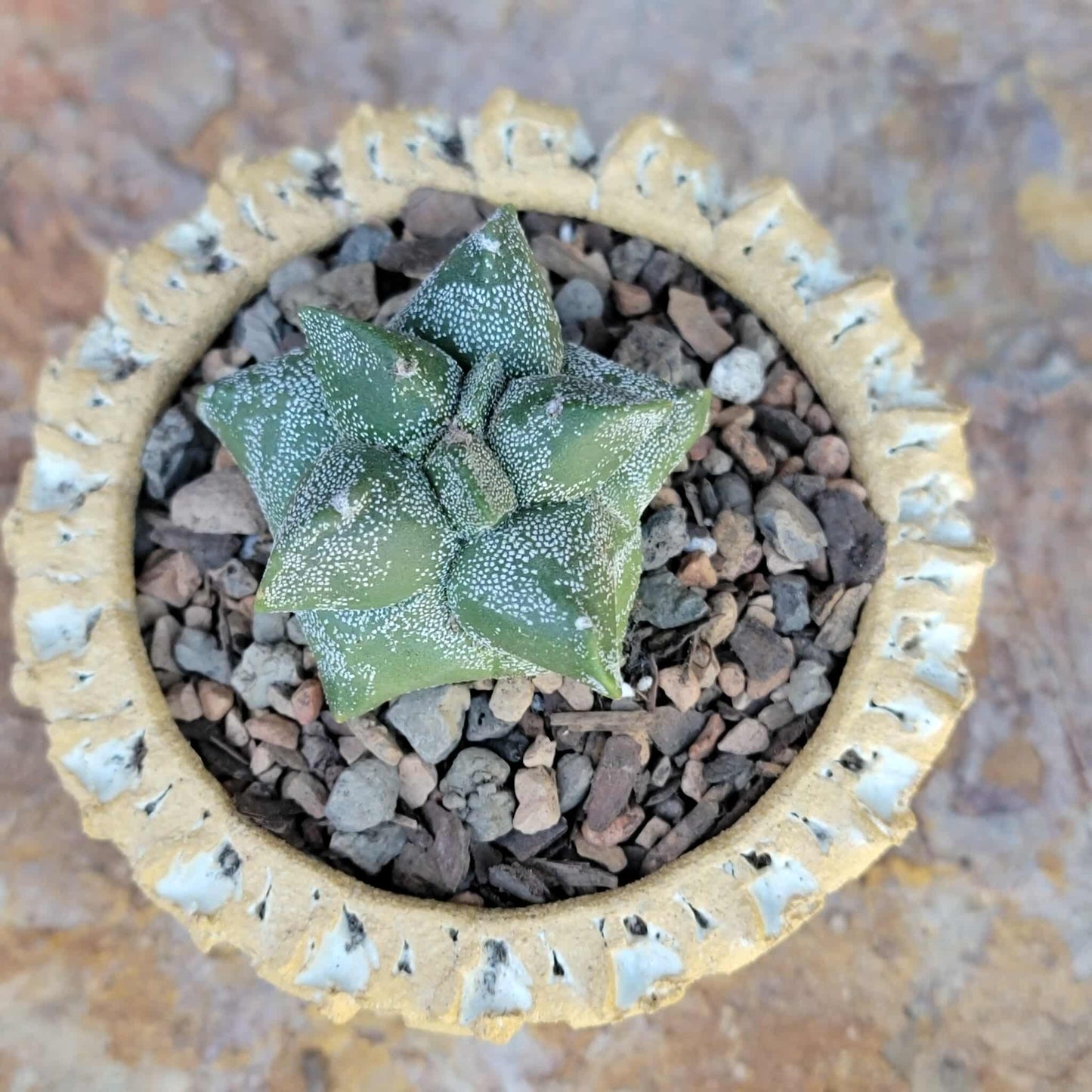 Astrophytum myriostigma cv. Kikko - Japan