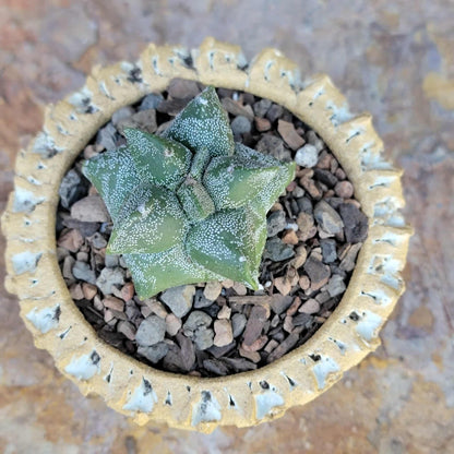 Astrophytum myriostigma cv. Kikko - Japan
