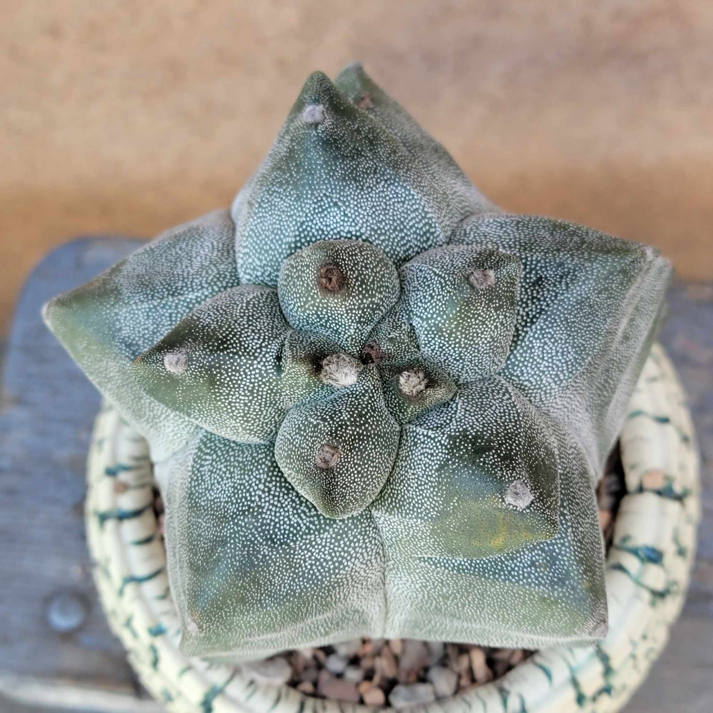 Astrophytum myriostigma cv. Onzuka Kikko