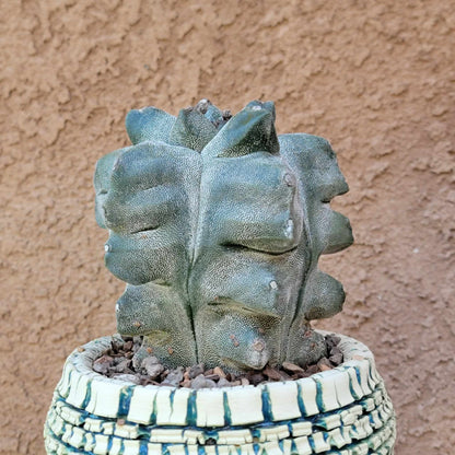 Astrophytum myriostigma cv. Onzuka Kikko