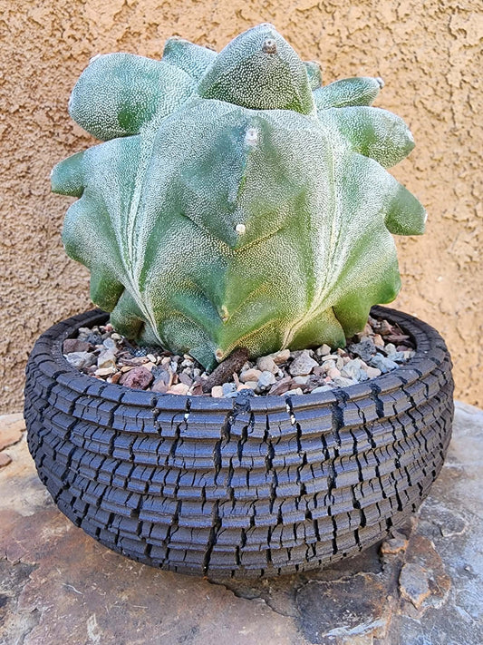 Astrophytum myriostigma cv. Onzuka Kikko - Seed Grown - Japan - Very Rare