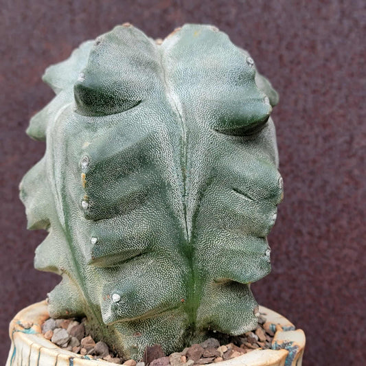 Astrophytum myriostigma cv. Onzuka Kikko
