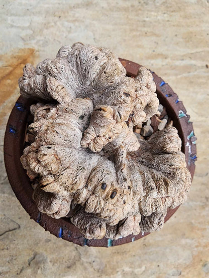 Astrophytum myriostigma cv. Onzuka cristata
