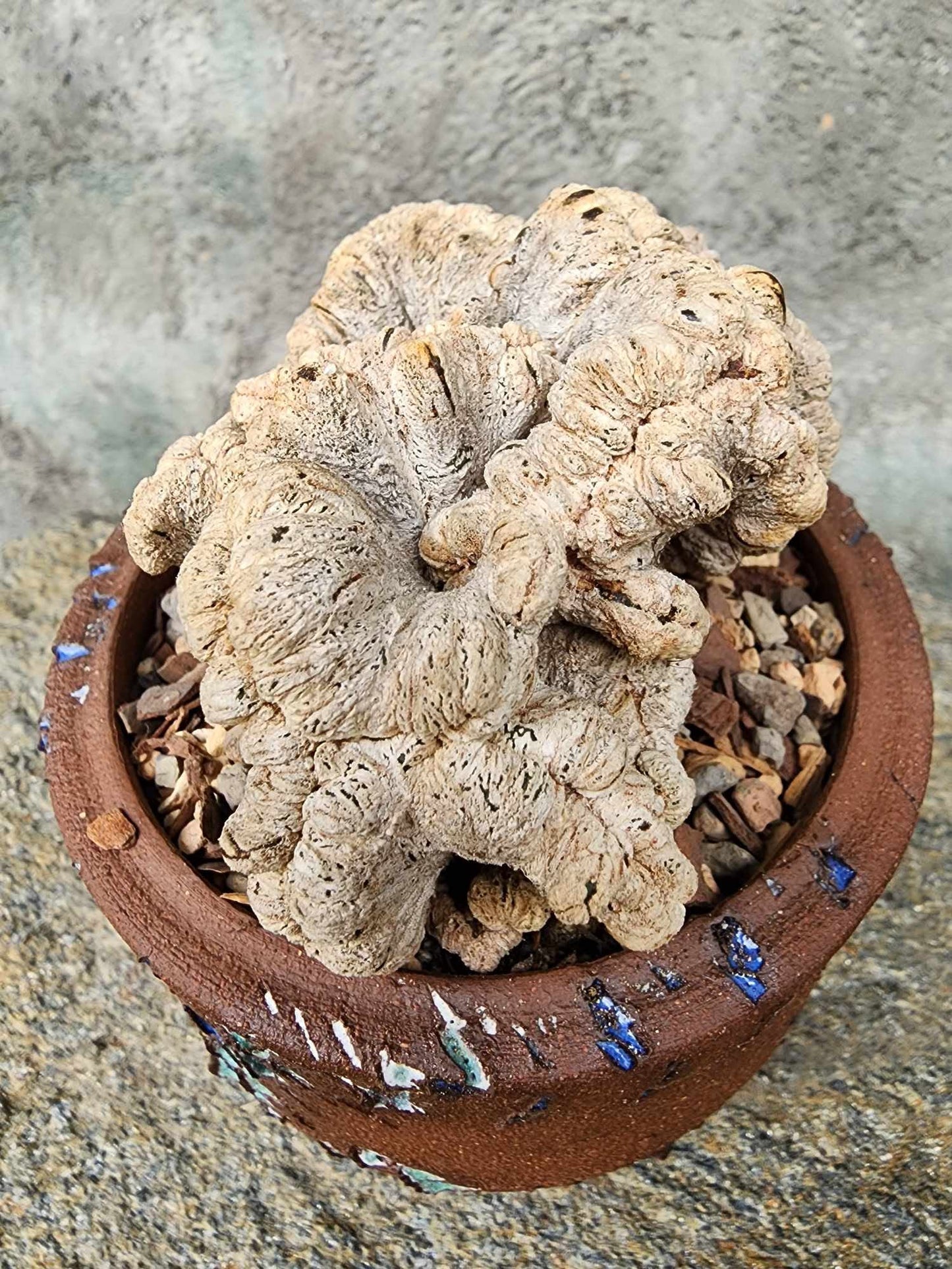 Astrophytum myriostigma cv. Onzuka cristata