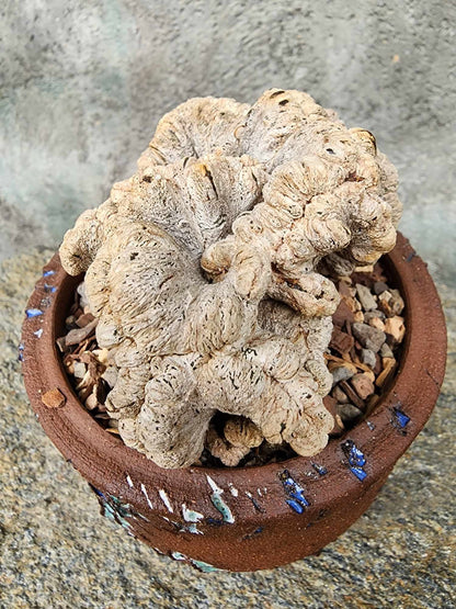 Astrophytum myriostigma cv. Onzuka cristata