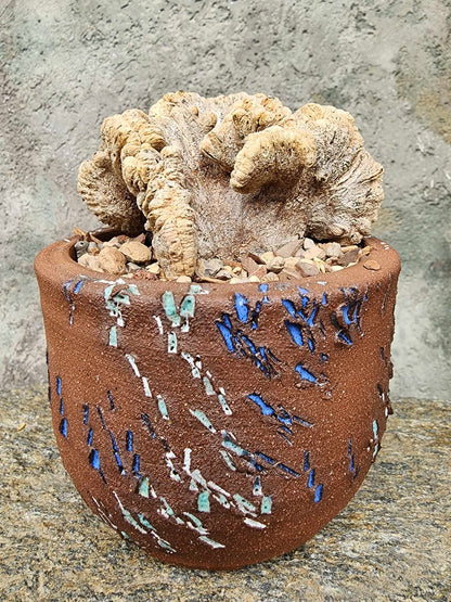 Astrophytum myriostigma cv. Onzuka cristata