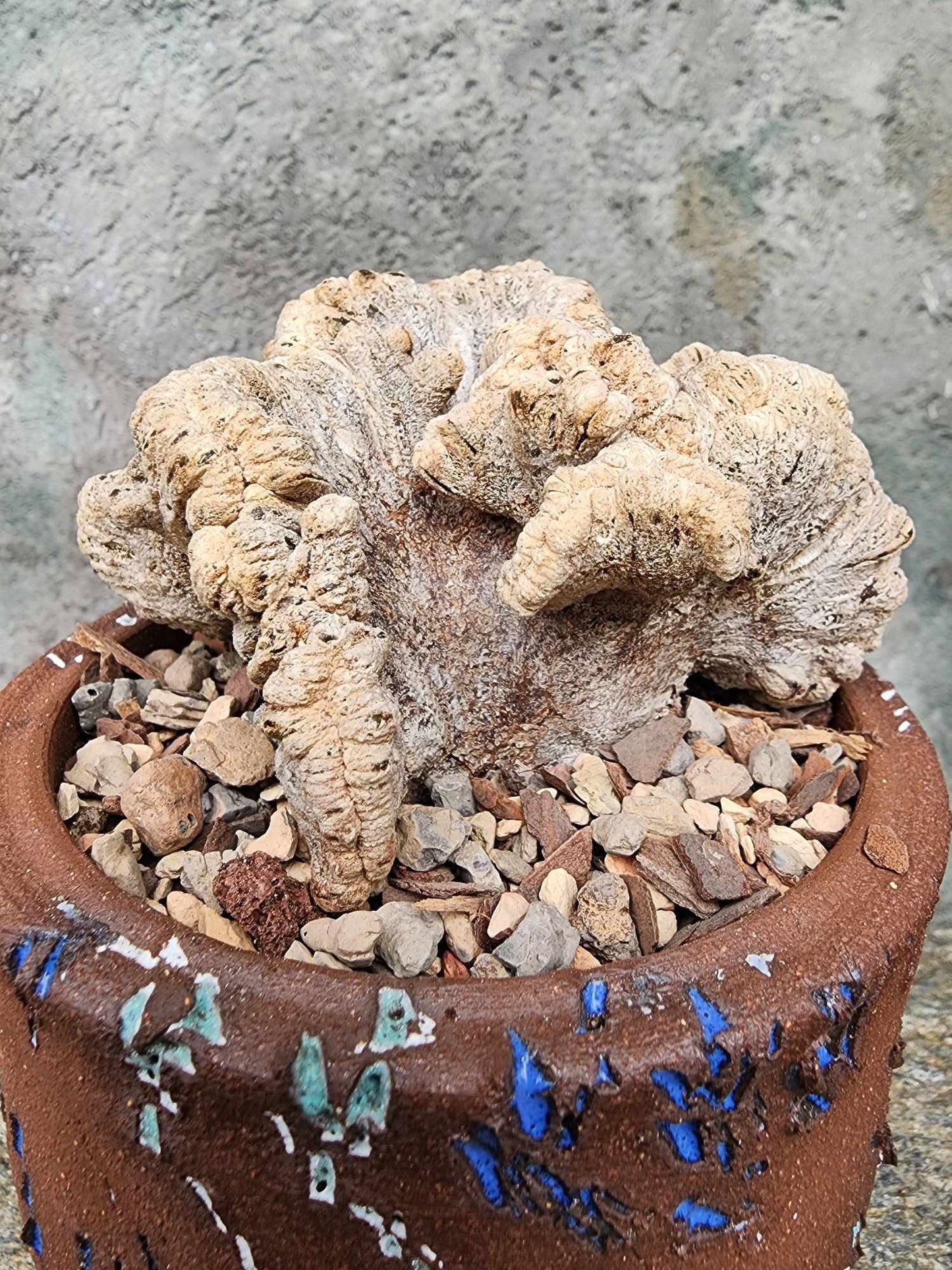 Astrophytum myriostigma cv. Onzuka cristata