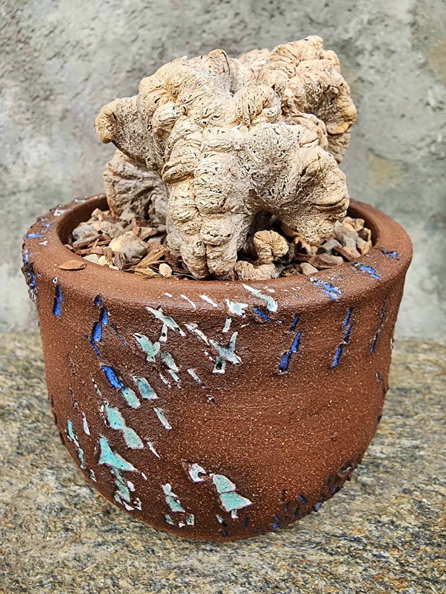 Astrophytum myriostigma cv. Onzuka cristata
