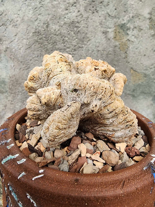 Astrophytum myriostigma cv. Onzuka cristata