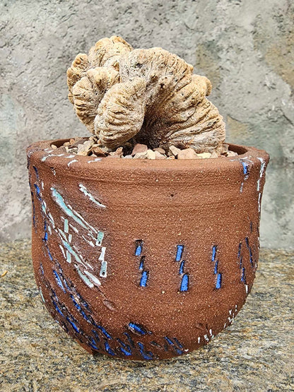 Astrophytum myriostigma cv. Onzuka cristata