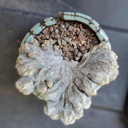 Astrophytum myriostigma cv. Onzuka cristata