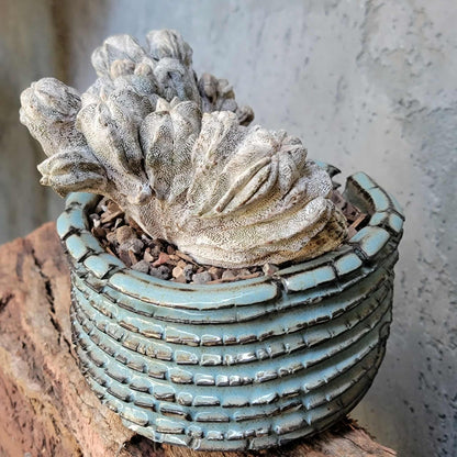 Astrophytum myriostigma cv. Onzuka cristata