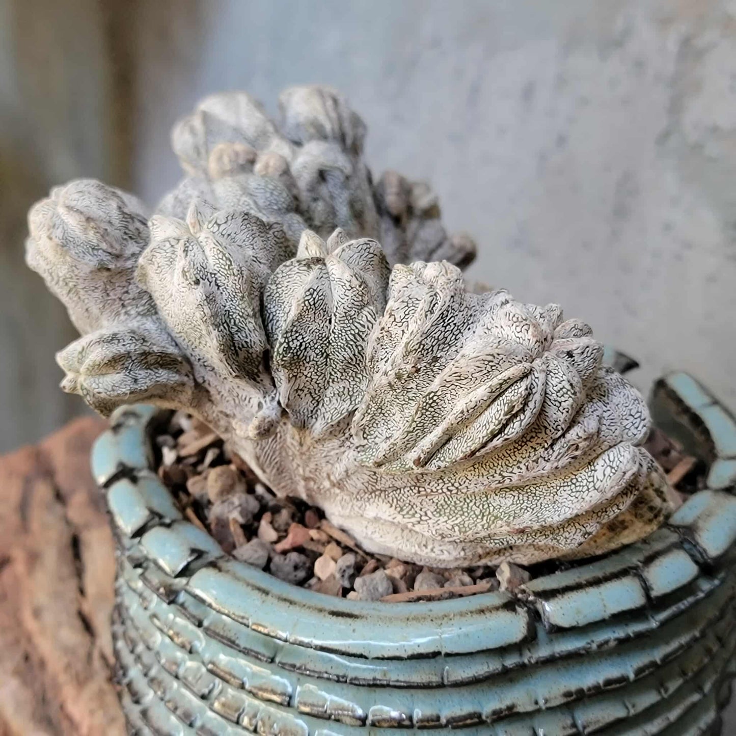 Astrophytum myriostigma cv. Onzuka cristata