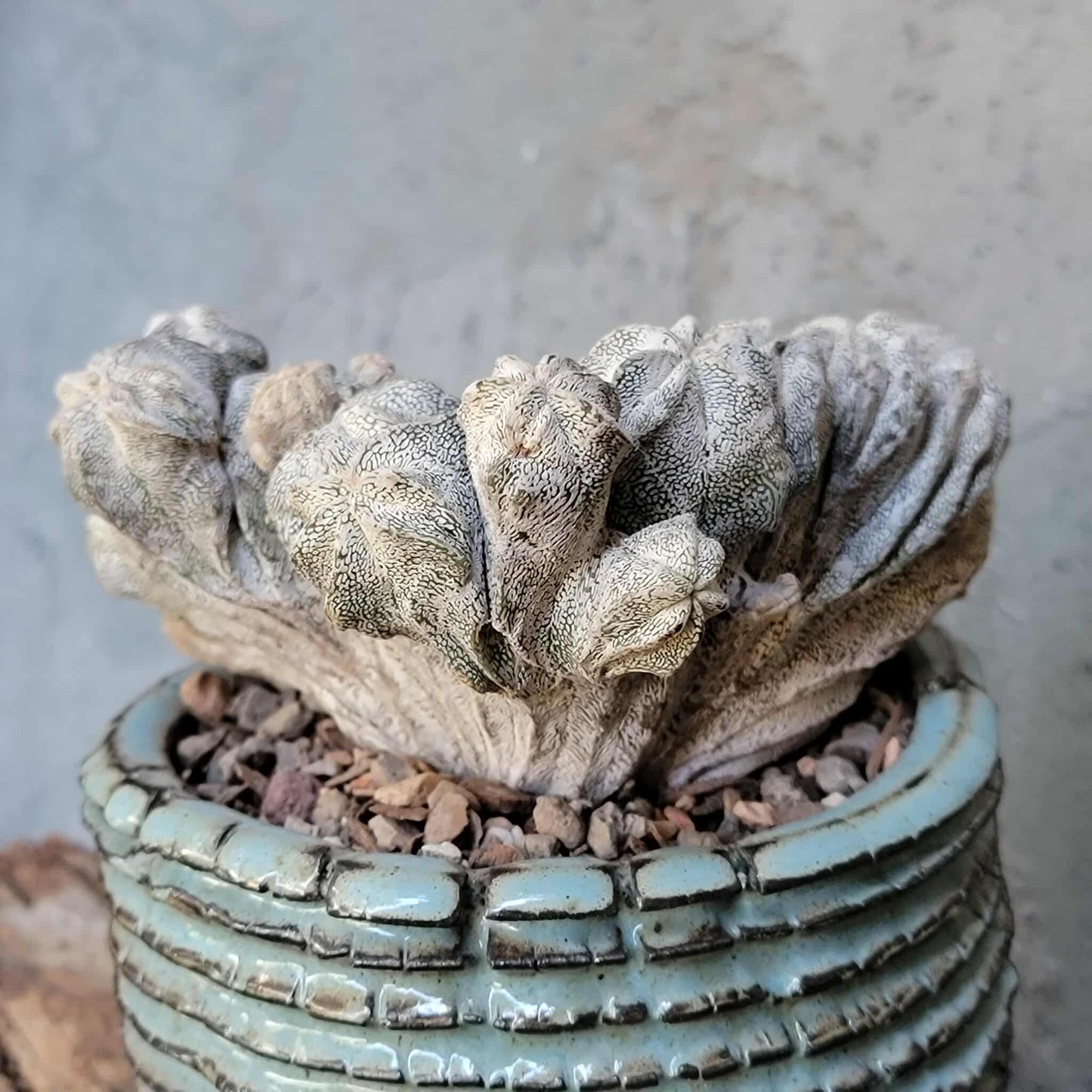Astrophytum myriostigma cv. Onzuka cristata