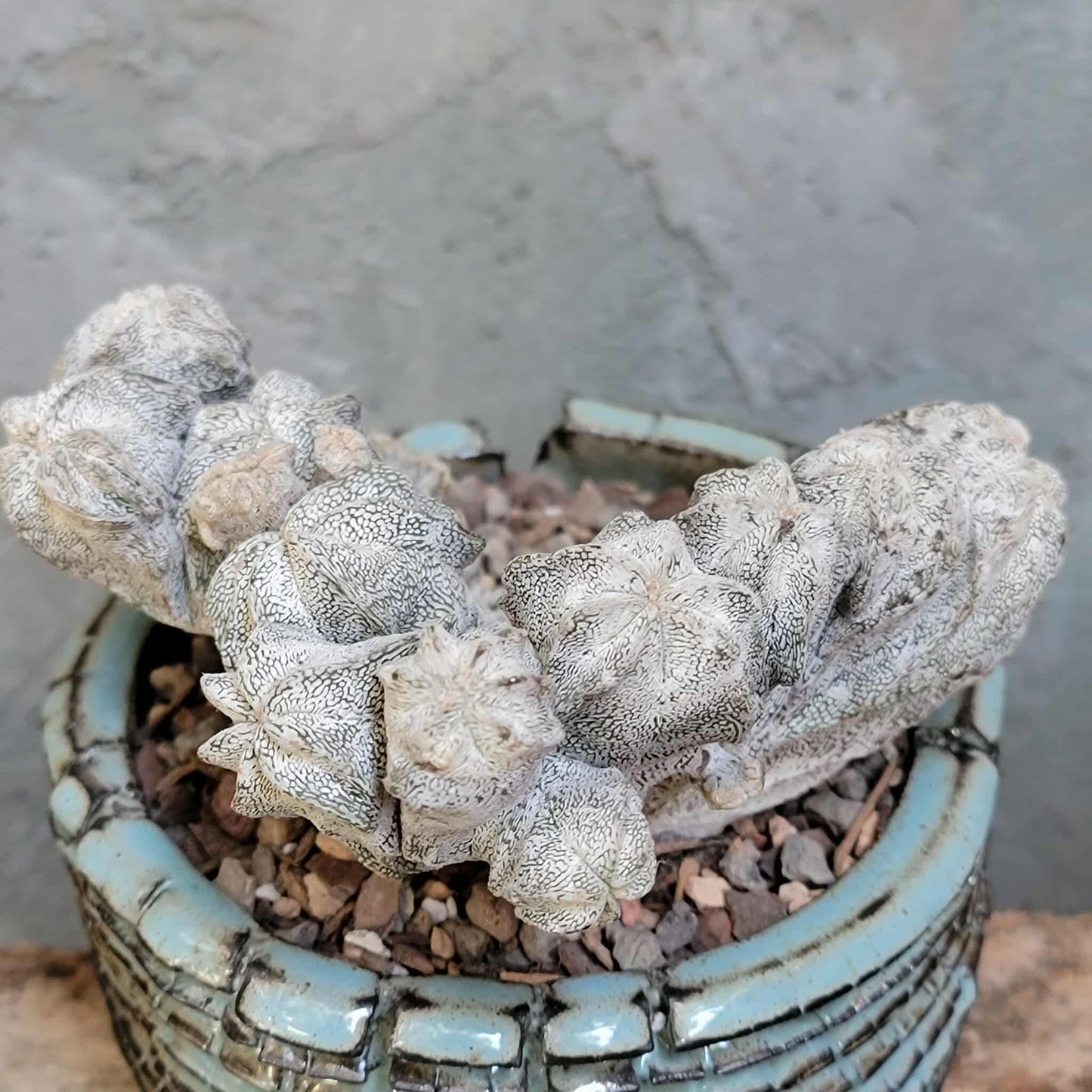 Astrophytum myriostigma cv. Onzuka cristata