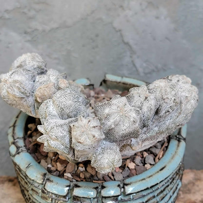 Astrophytum myriostigma cv. Onzuka cristata