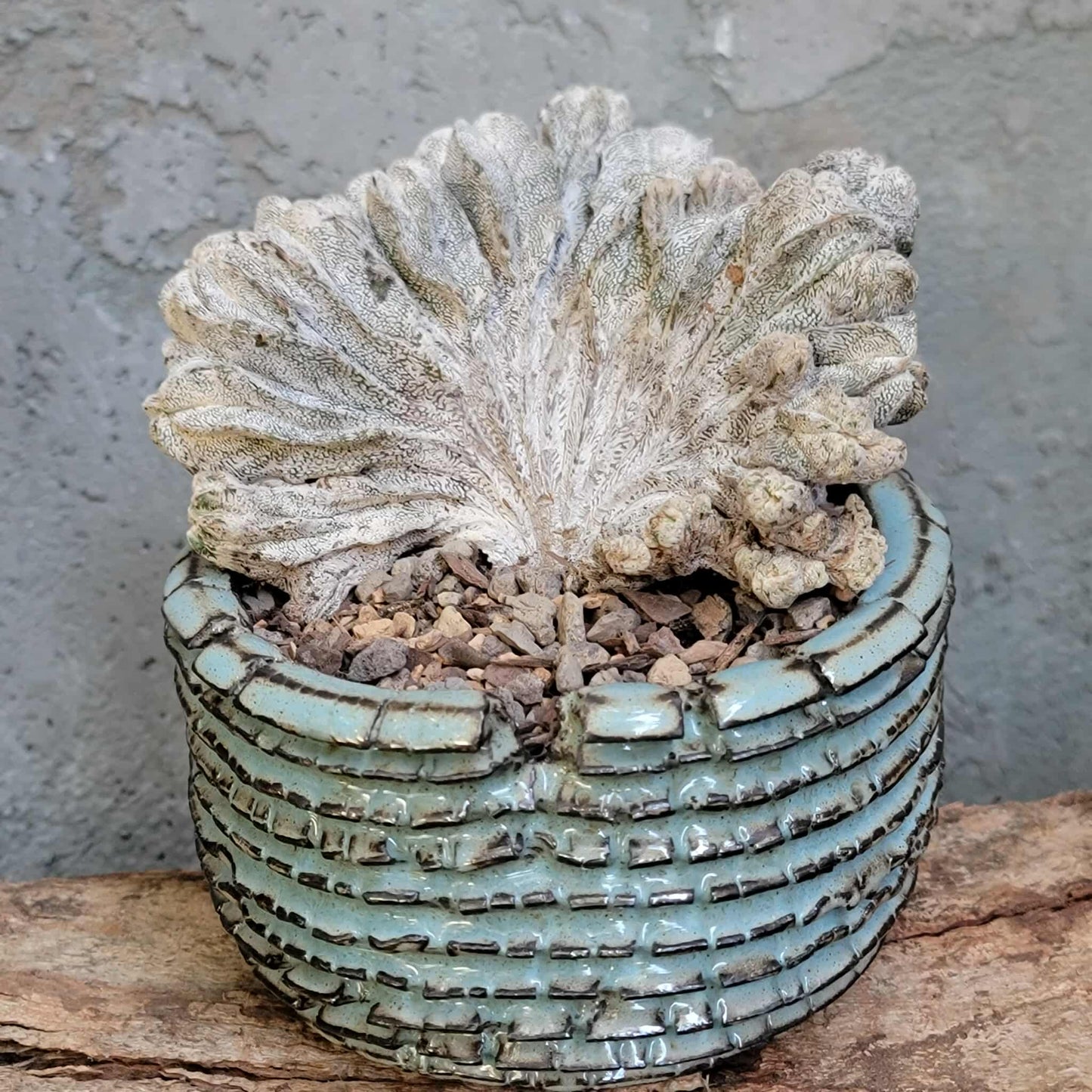 Astrophytum myriostigma cv. Onzuka cristata