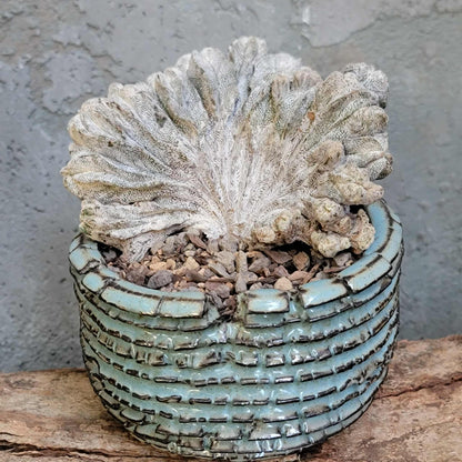 Astrophytum myriostigma cv. Onzuka cristata