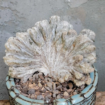 Astrophytum myriostigma cv. Onzuka cristata