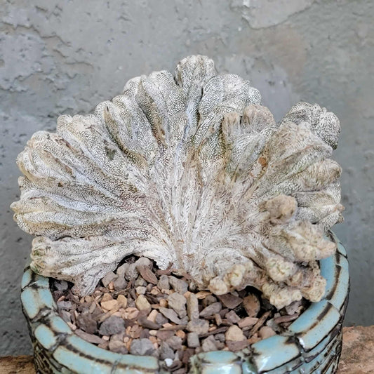 Astrophytum myriostigma cv. Onzuka cristata