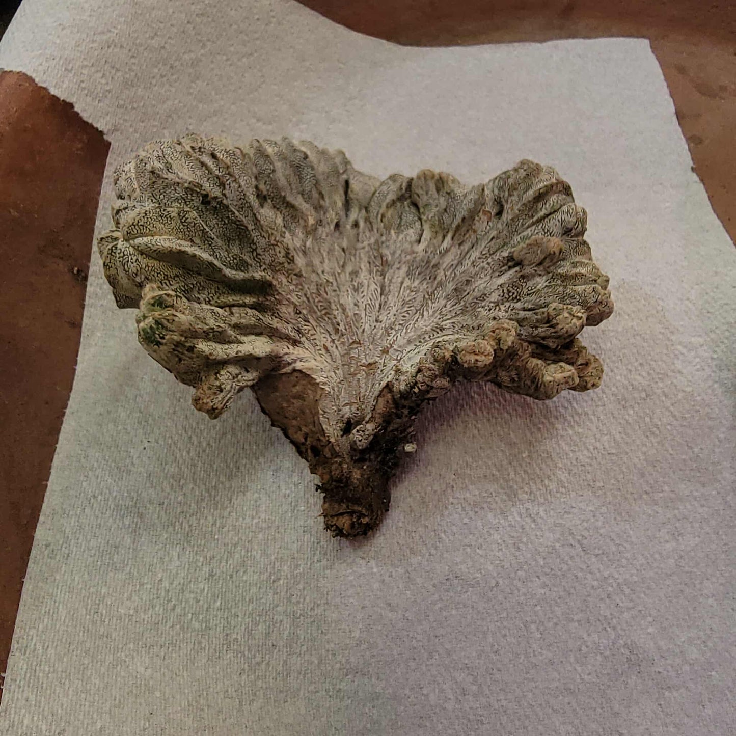 Astrophytum myriostigma cv. Onzuka cristata