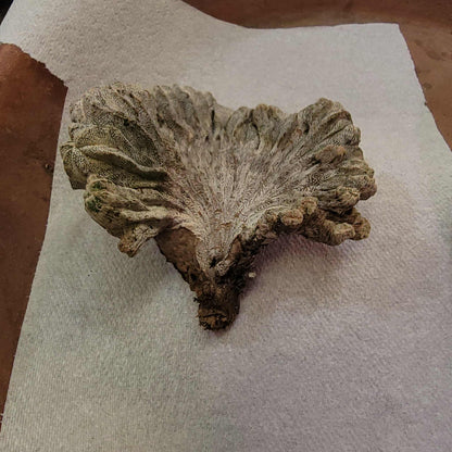 Astrophytum myriostigma cv. Onzuka cristata