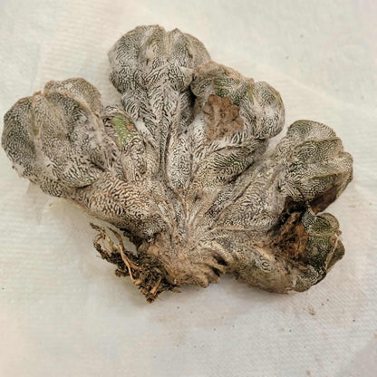 Astrophytum myriostigma cv. Onzuka cristata