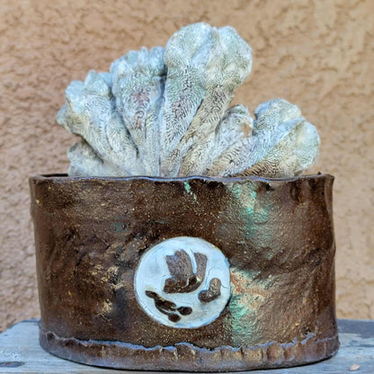 Astrophytum myriostigma cv. Onzuka cristata